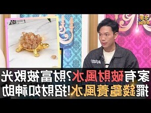 養烏龜 招財